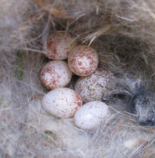 Cowbird egg in Black-capped Chickadee nest. Photo by Bet Zimmerman