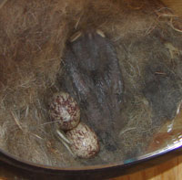 ATFL nestling. photo by Zell Lundberg.