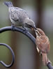 Carolina Wren adult feeding Cowbird nestling. D. Kinneer photo.