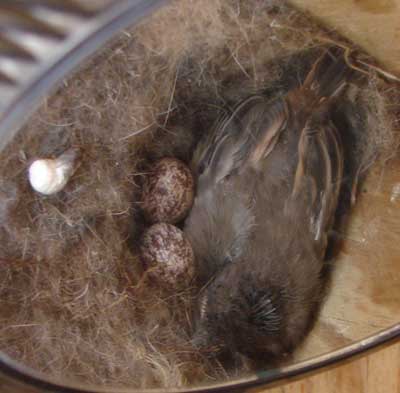 ATFL nestling, 14 days old. Zell Lundberg photo