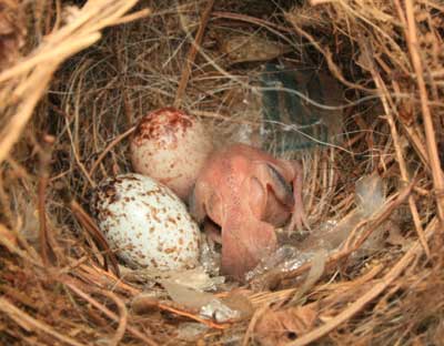 Two day Carolina Wren. Photo by Jana Fuhrman Deeks.