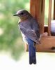 Female Eastern Bluebird. L. Solliday photo