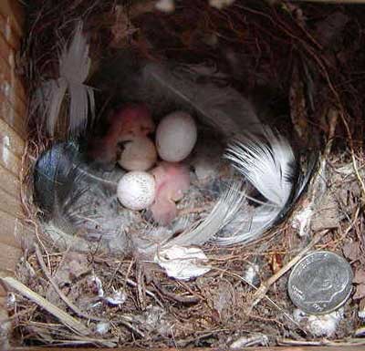 Bewick's Wren nest babies and nestlings. Photo by Shelly Harris.