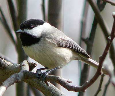Carolina Chickadee. Ken Thomas photo.