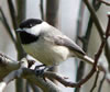 Adult Carolina Chickadee. Ken Thomas, Wikimedia Commons