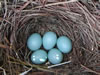 Eastern Bluebird Eggs. Shelly Harris photo.
