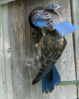 Eastern Bluebird helpers