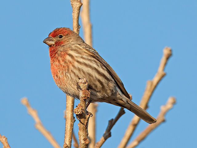 Male House Finch.  WIkimedia Commons photo.