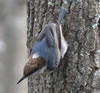 Brown-headed Nuthatch. Wikimedia commons photo