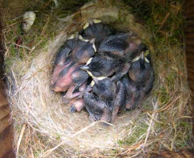 carolina chickadee nestlings. Photo by Keith Kridler.