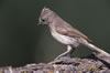 Oak Titmouse adult, Wikimedia Commons photo