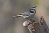 Bridled Titmouse adult. Wikimedia Commons photo