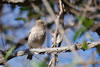 House Finch adult female, Wikimedia Commons photo