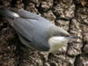 Pygmy Nuthatch adult, Wikimedia Commons photo