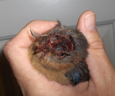 Bluebird attacked by House Sparrow. Photo by Tom Allen.