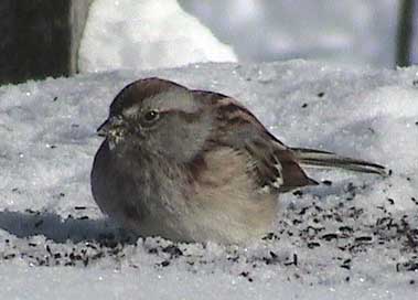 American Tree Sparrow? Photo by John Beaudette