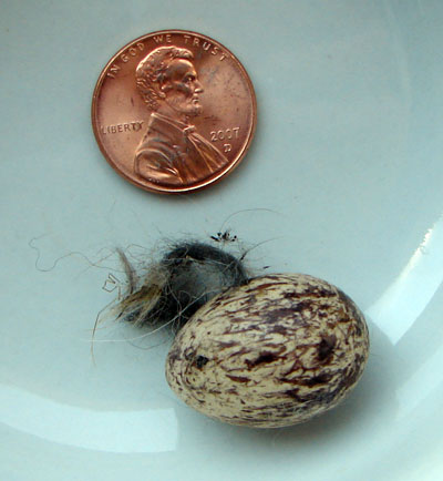 ATFL egg. Photo by Zell Lundberg.