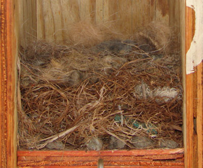 ATFL nest. Photo by Zell Lundberg.