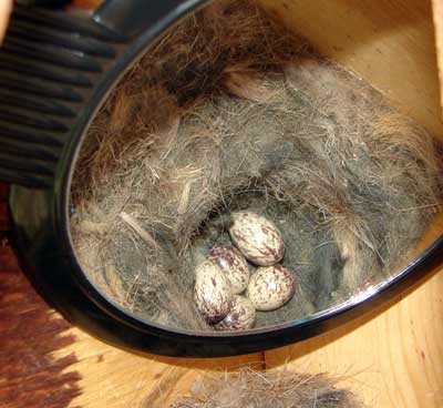 ATFL eggs. Photo by Zell Lundberg.