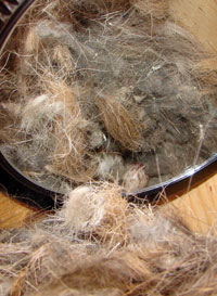 ATFL nest. Photo by Zell Lundberg.