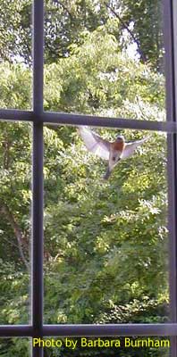 Incoming. Bluebird striking window in territorial response. Photo by Barbara Burnham.