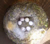 Black-capped Chickadee nest with eggs. Bet Zimmerman photo