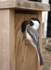 Black-capped Chickadee adult. Bet Zimmerman photo