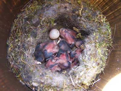 BCCh nestlings. Photo by Bet Zimmerman.
