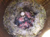 Black-capped Chickadee nest with eggs and hatchlings. Bet Zimmerman photo