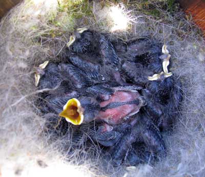 BCCH nest. Photo by Bet Zimmerman