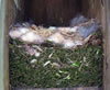 Black-capped Chickadee nest. Bet Zimmerman photo