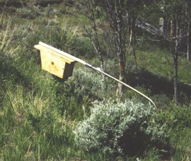 Pole bent by bears. Photo by Dave Richmond of Idaho.