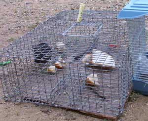 Brad Biddle funnel sparrow trap - no longer made