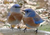 Western Bluebirds. Wendy Shields photo