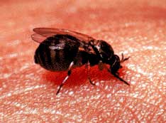 blackfly feeding on human. USDA photo.