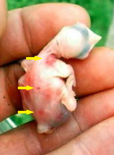 Black fly welts on dead purple martin nestling. Photo by Bob Flam