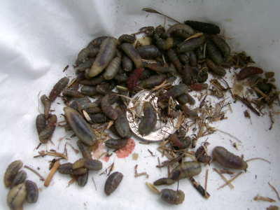 Blowfly larvae from a Bluebird nest. Photo by Bet Zimmerman