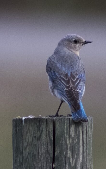 mountain bluebird female. Source: pixabay