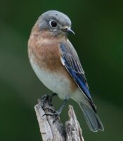 Eastern Bluebird photo by Naturelady