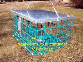 Mealworm or suet feeder by The Bluebird Nut.