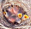 Four day old bluebirds.  Photo by Bet Zimmerman.