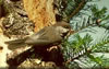 Boreal Chickadee. Wikimedia Commons photo.