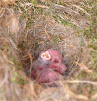 CACH nestlings. Photo by LeAnn Sharp of TX.