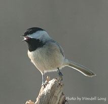 Black-capped Chickadee. Photo by Wendell Long