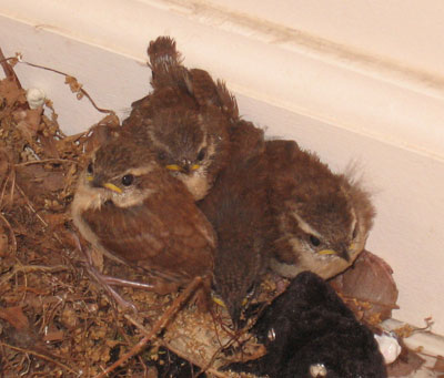 Carolina Wren fledglings. Photo by Karen Ouimet.