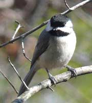 Carolina Chickadee. Wikimedia Commons photo