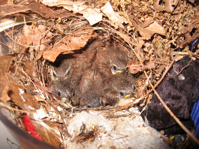 Carolina Wren nestlings 12 days old. Photo by Karen Ouimet