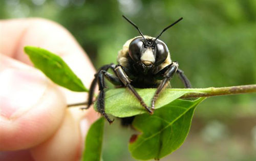 Carpenter Bee. Photo by Keith Kridler.