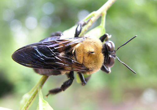 Carpenter Bee. photo by Keith Kridler.