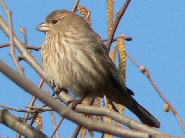 Female House Finch.  Wikimedia Commons Photo